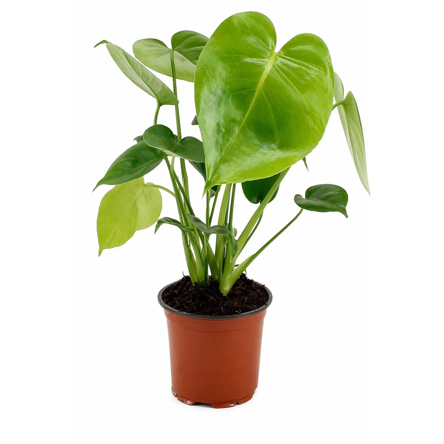 Monstera deliciosa don. 12 cm
