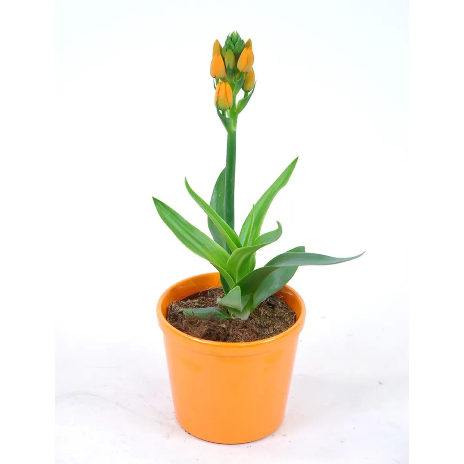 Śniedek Ornithogalum pomarańczowe don. 12cm wys. 30cm
