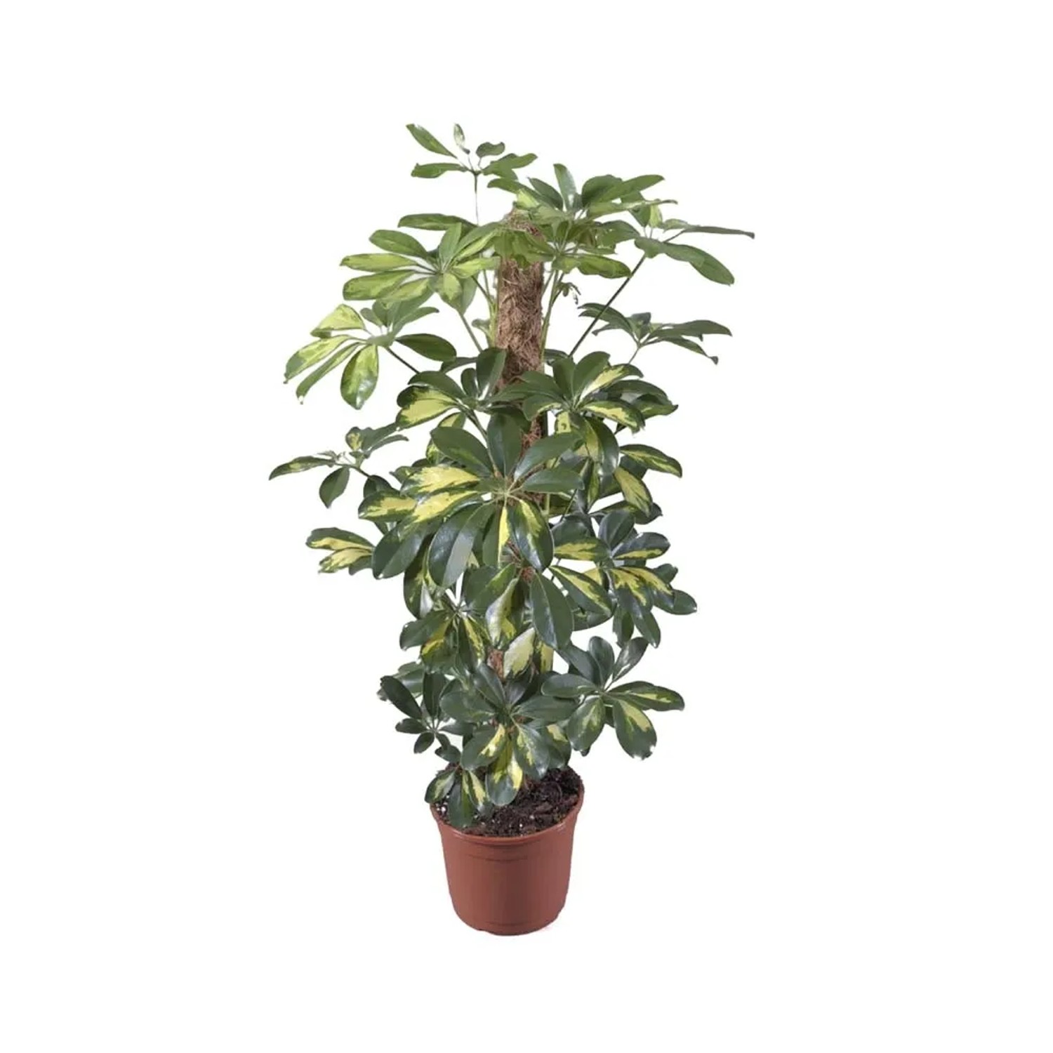 Szeflera (Schefflera) Gold Capella - don. 17 cm