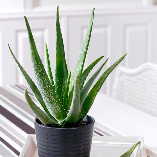 1 buc, Aloe Vera - : Mod de ambalare: 1 buc