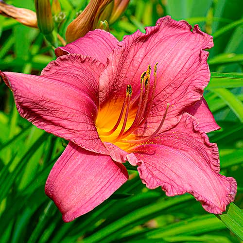 1 kus, Denivka (Hemerocallis) Dark Pink - : Monžstvo balíkov: 1 kus