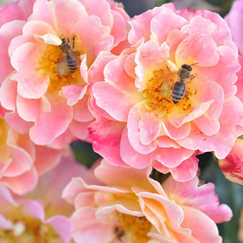 Ruža floribunda Mella Exotic - : Monžstvo balíkov: 1 sad