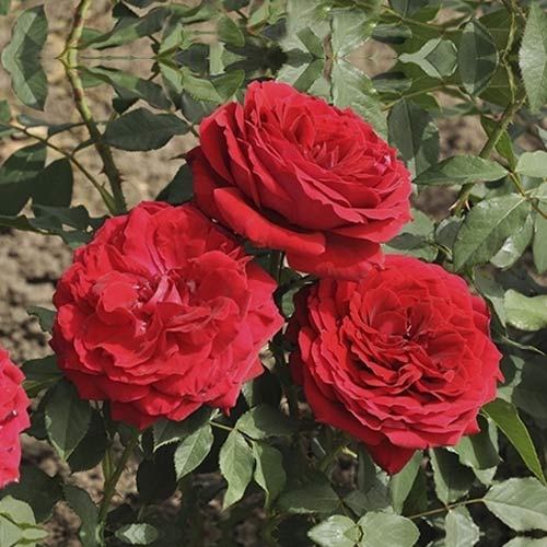 1 db, Rózsa teahibrid Cherry Vaza , С3 - Palánták: Mod de ambalare: 1 db