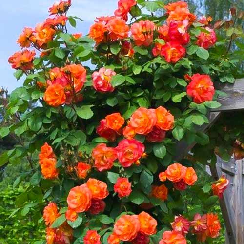 1 szt, Kletterrose rot - gelb - Setzlinge: Ilość w opakowaniu: 1 szt