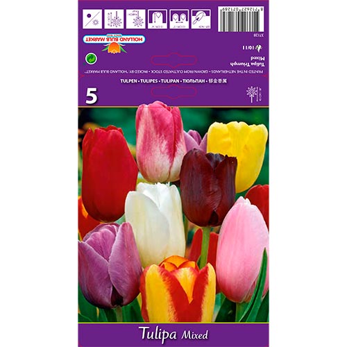 5 Stück, Tulpe Triumph, farbmischung - Blumenzwiebeln: Ilość w opakowaniu: 5 Stück