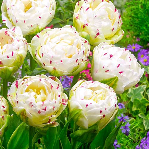 5 Stück, Tulpe Dance Line - Blumenzwiebeln: Ilość w opakowaniu: 5 Stück