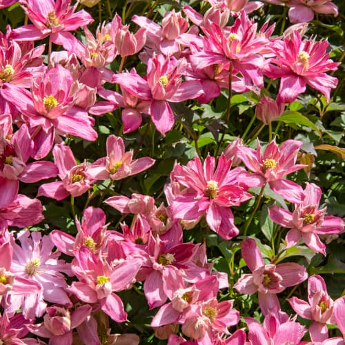 1 Pflanze(n), Clematis Montana Broughton Star, P9 - Setzlinge: Ilość w opakowaniu: 1 Pflanze(n)