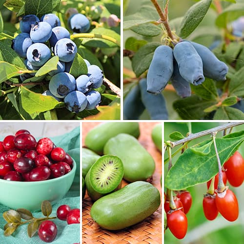 Conjunto de conservas de mirtilo, 5 mudas - Plântulas: Ilość w opakowaniu: 5 plant