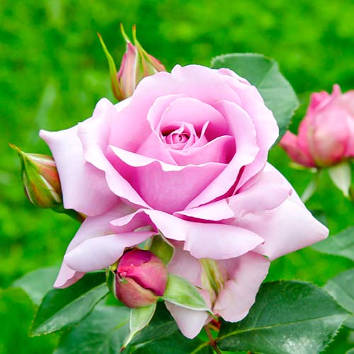 Rosa floribunda Love Song , C5 - Plântulas: Ilość w opakowaniu: 1 plant