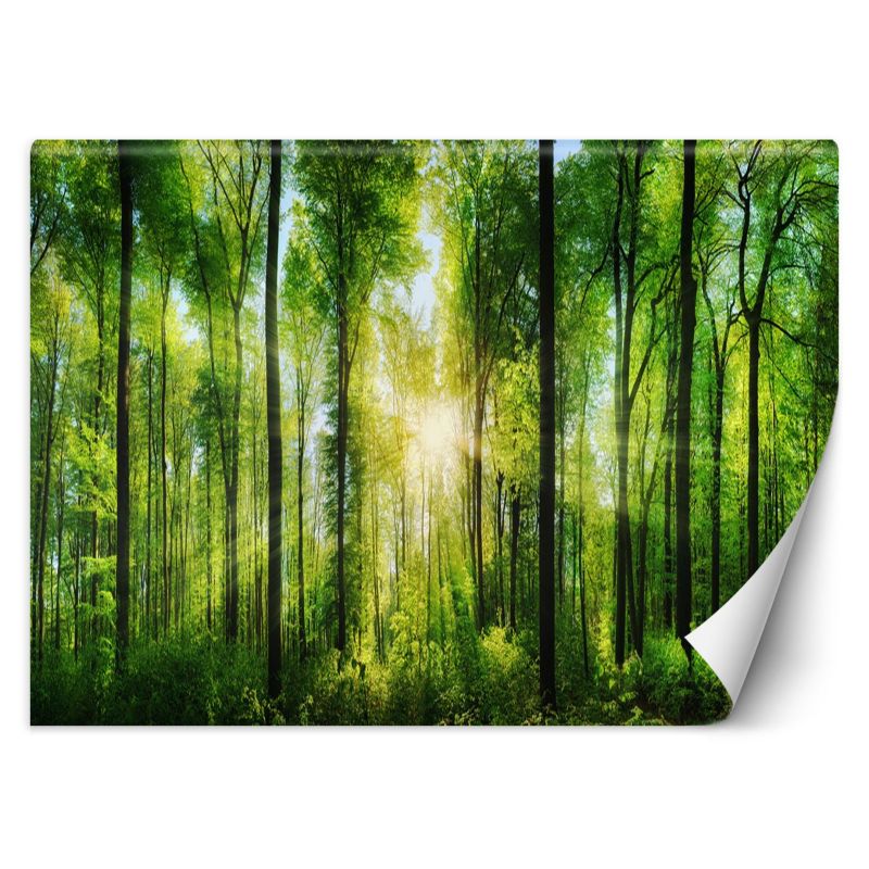Fototapeta Feeby Promienie słońca w zielonym lesie 100x70 1 szt