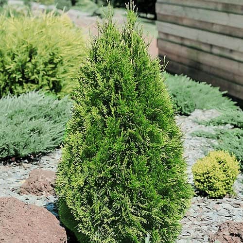 1 sadz, Żywotnik zachodni (Thuja) Smaragd, Р9 - Sadzonki: Ilość w opakowaniu: 1 sadz