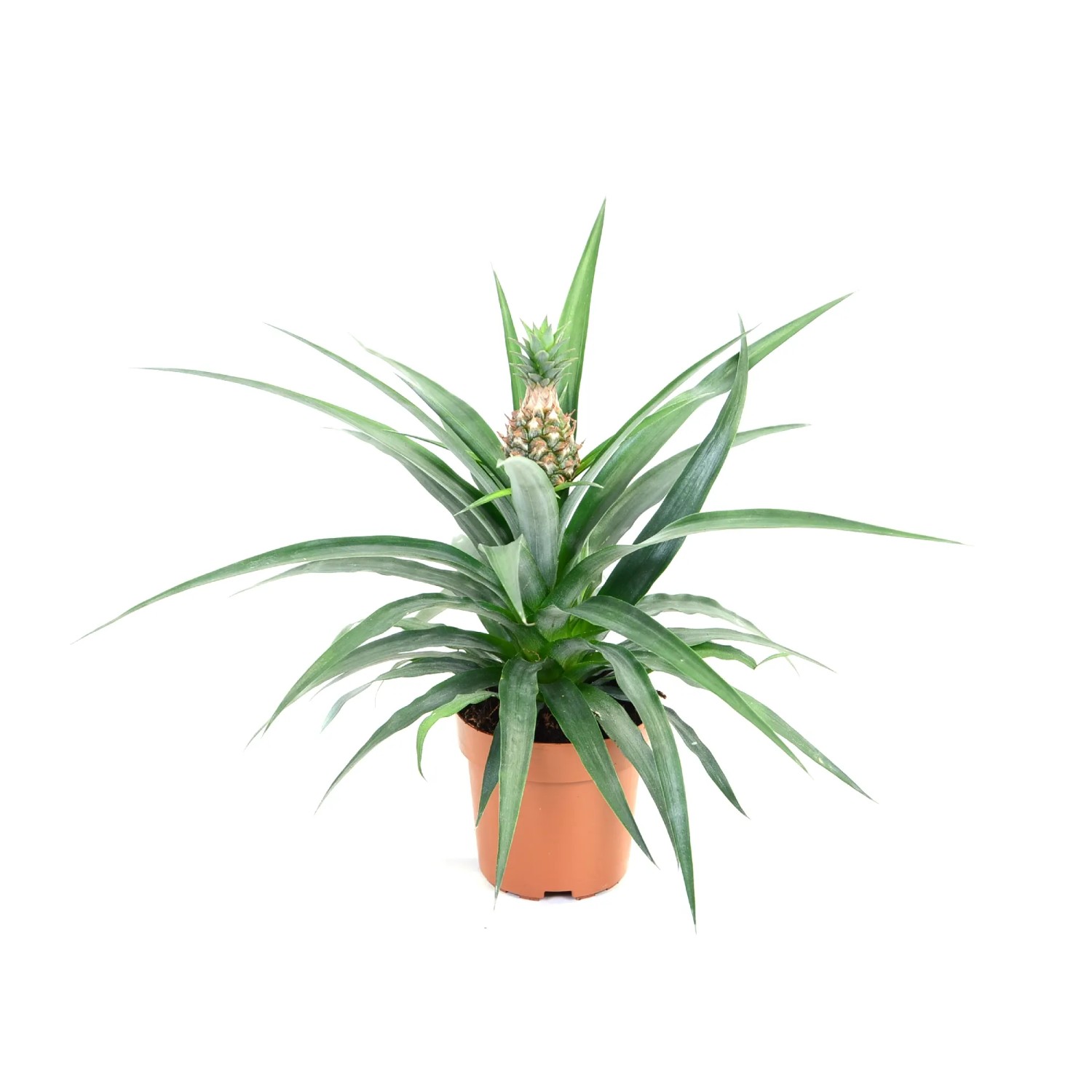 Ananas Corona (Ananas sp.)