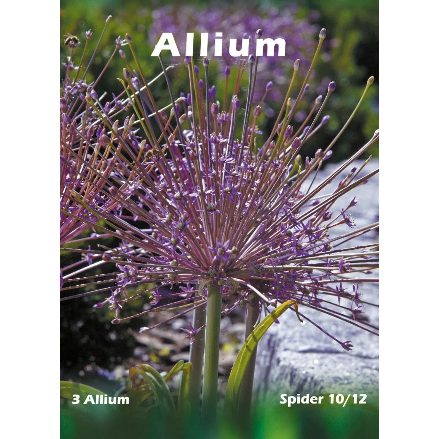 Czosnek ozdobny - odm. Spider (Allium sp.)