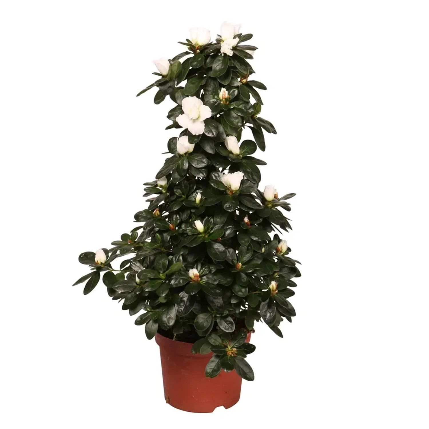 Azalea Piramyde wys. 65cm
