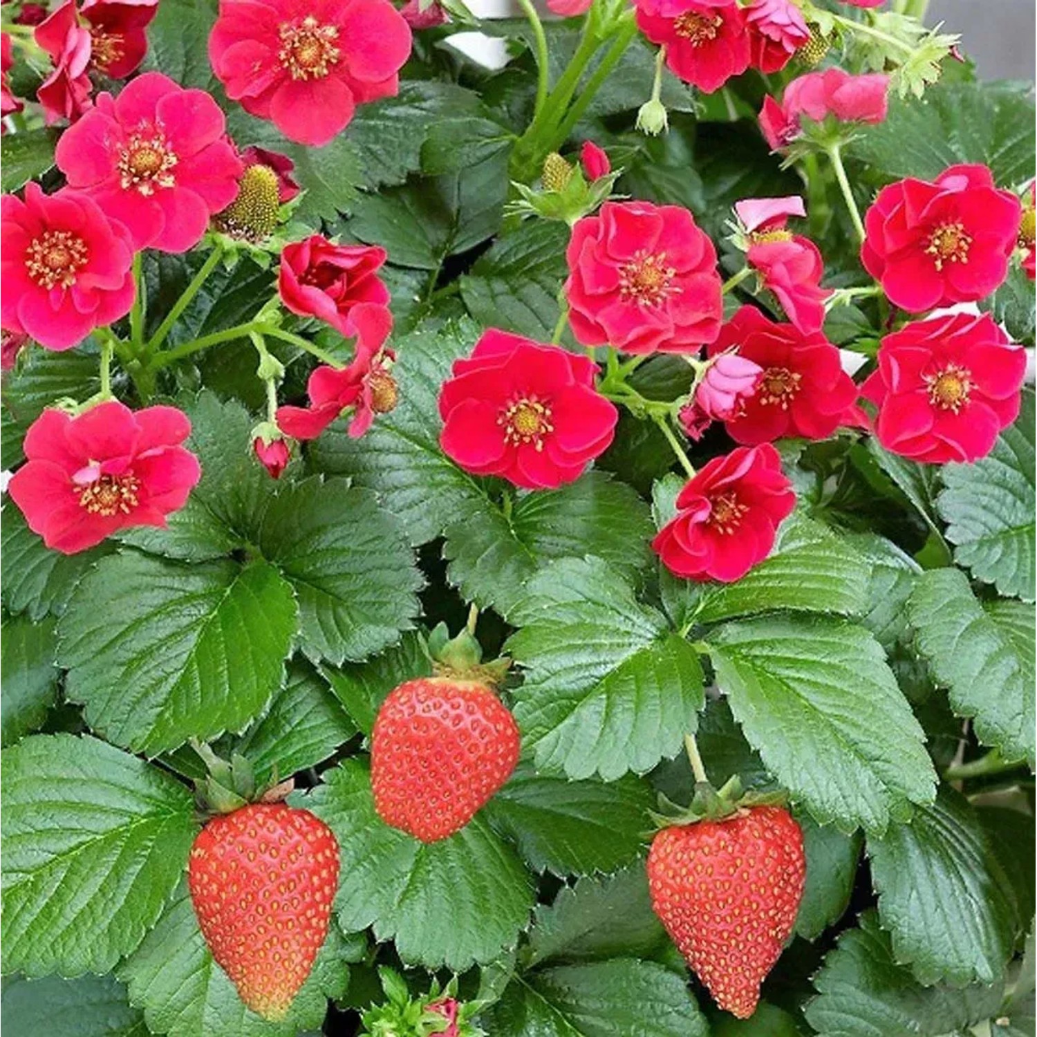 Truskawka (Summer breeze ampla) - don. 24 cm
