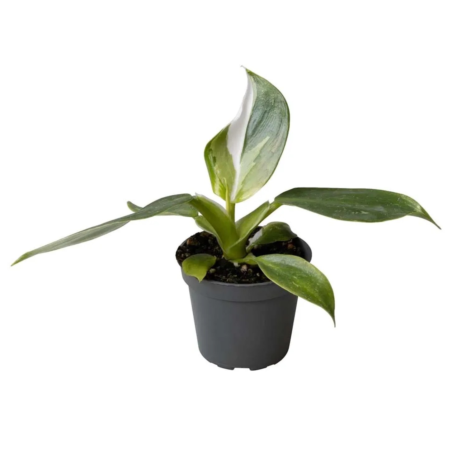 Filodendron (Philodendron White Princess) - don. 6 cm