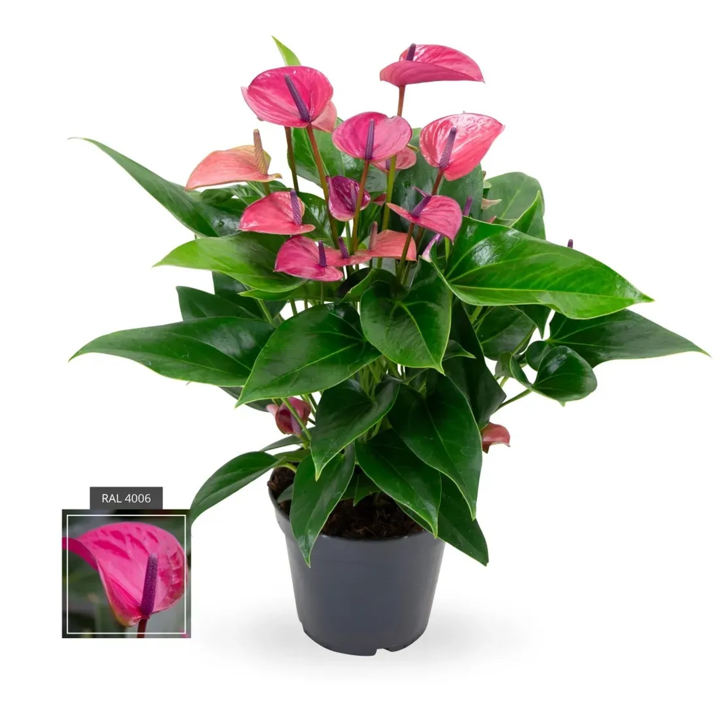 Anturium (Anthurium) Kama purple - don. 17 cm