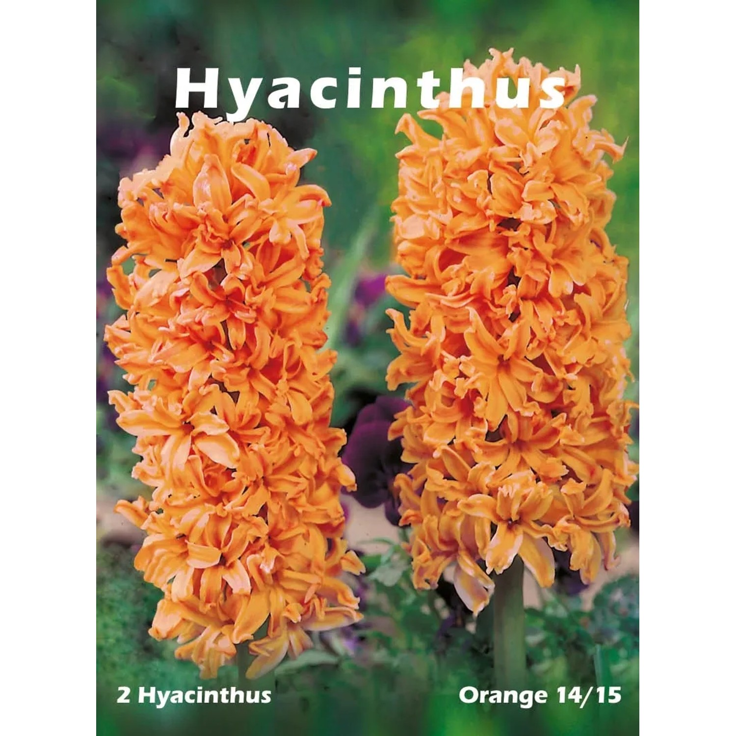 Hiacynt Orange 2szt