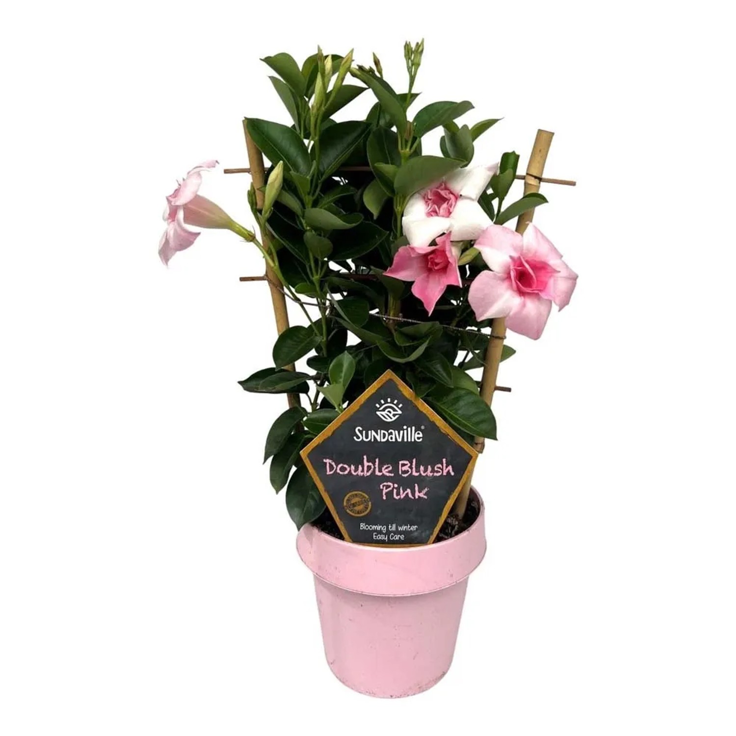 Dipladenia (Dipladenia) Double Blush - don. 14 cm
