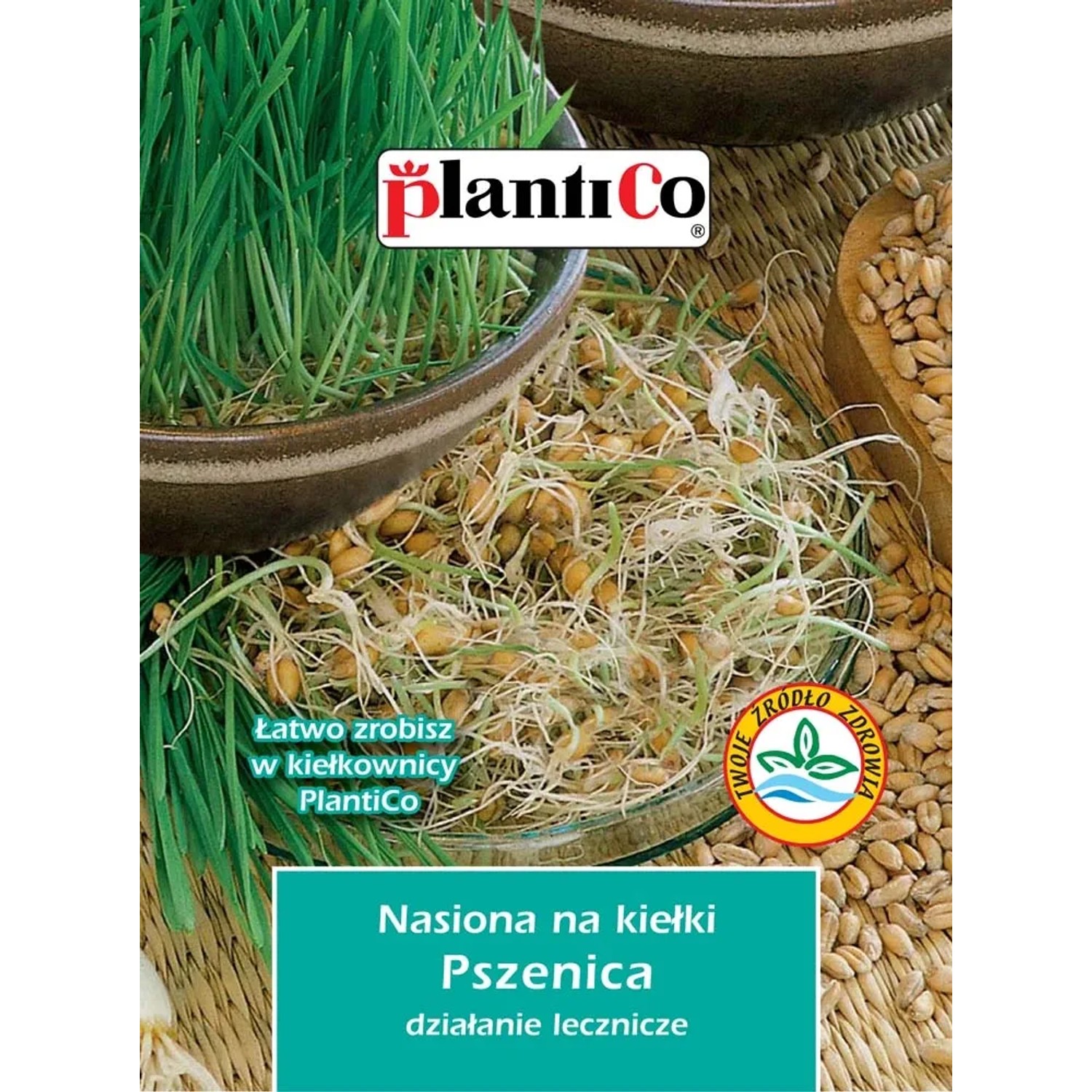 Nasiona na Kiełki pszenicy
