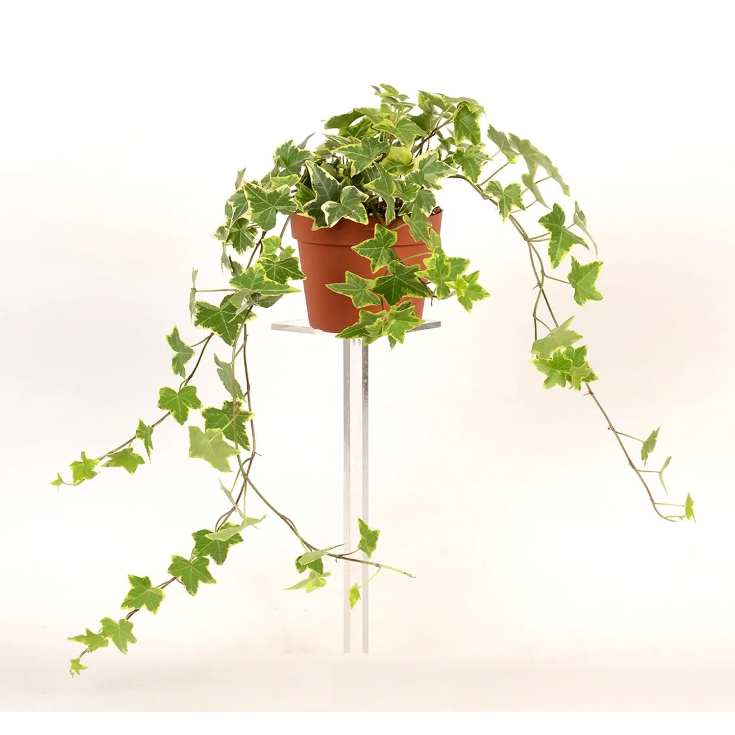 Bluszcz pospolity (Hedera helix) don. 13 cm