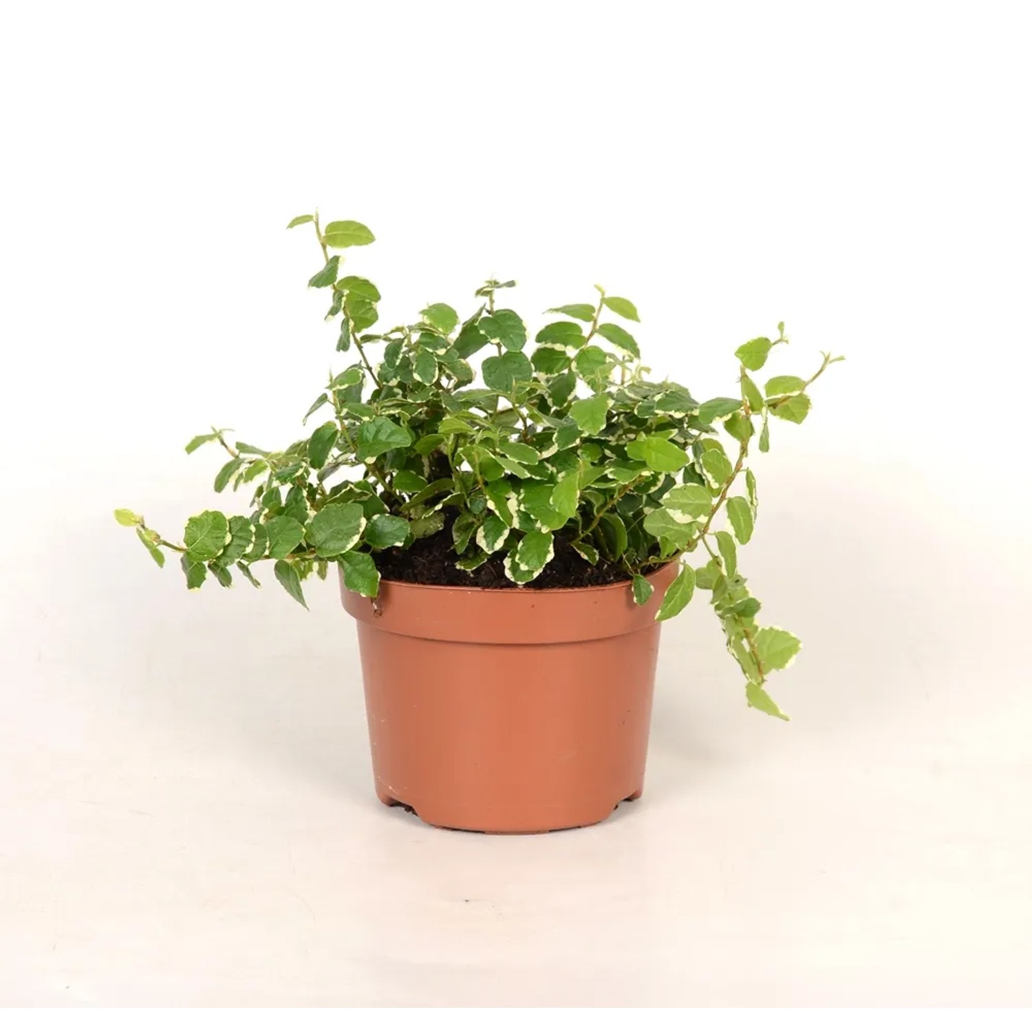 Fikus pumila (Ficus Sunny) - don. 10 cm