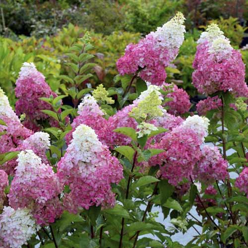 1 buc, Hortensia paniculată Fraise melba , C7,5 - Răsaduri: Mod de ambalare: 1 buc