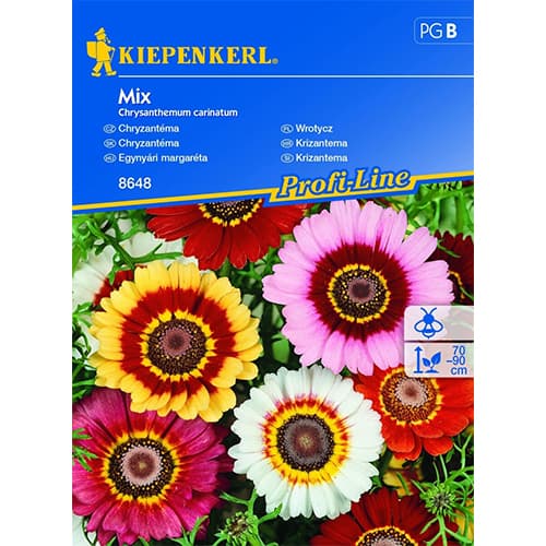 1 ob, Chryzantéma (Chrysanthemum), směs - : Monžstvo balíkov: 1 ob