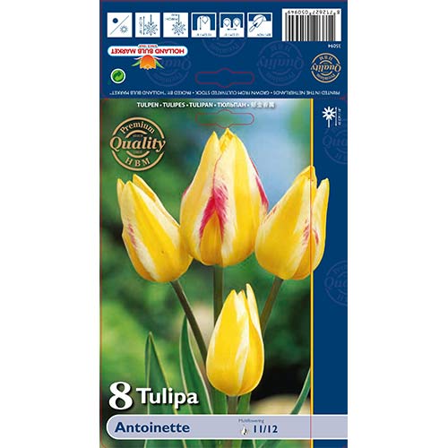 8 cib, Tulipán Antoinette - : Monžstvo balíkov: 8 cib