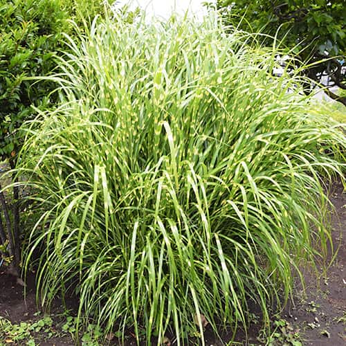 Miscanthus Zebrinus, P9 - : Monžstvo balíkov: 1 sad