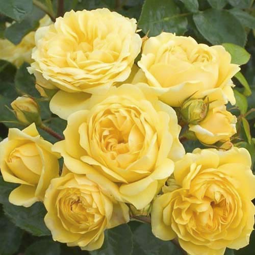 Ruža floribunda Golden Border - : Monžstvo balíkov: 1 sad
