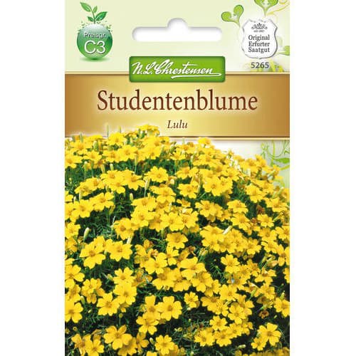 1 szt, Studentenblume Lulu - Samen: Ilość w opakowaniu: 1 Stück