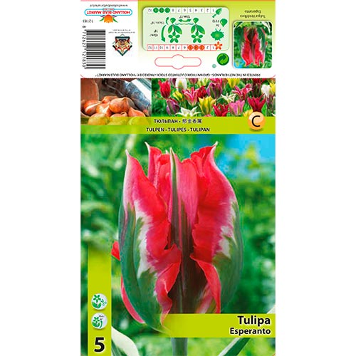 Tulip Esperanto - Bulbos: Ilość w opakowaniu: 5 bulbe