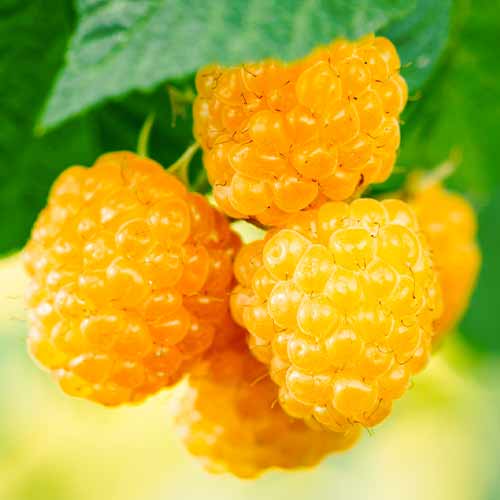 Frambuesa Golden Everest, Р9 - Plántulas: Ilość w opakowaniu: 1 plantas