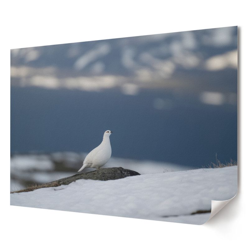 Plakat canvas Wallfluent Format A4 Śnieżny ptak Kolektyw Soft Structure 1 szt.