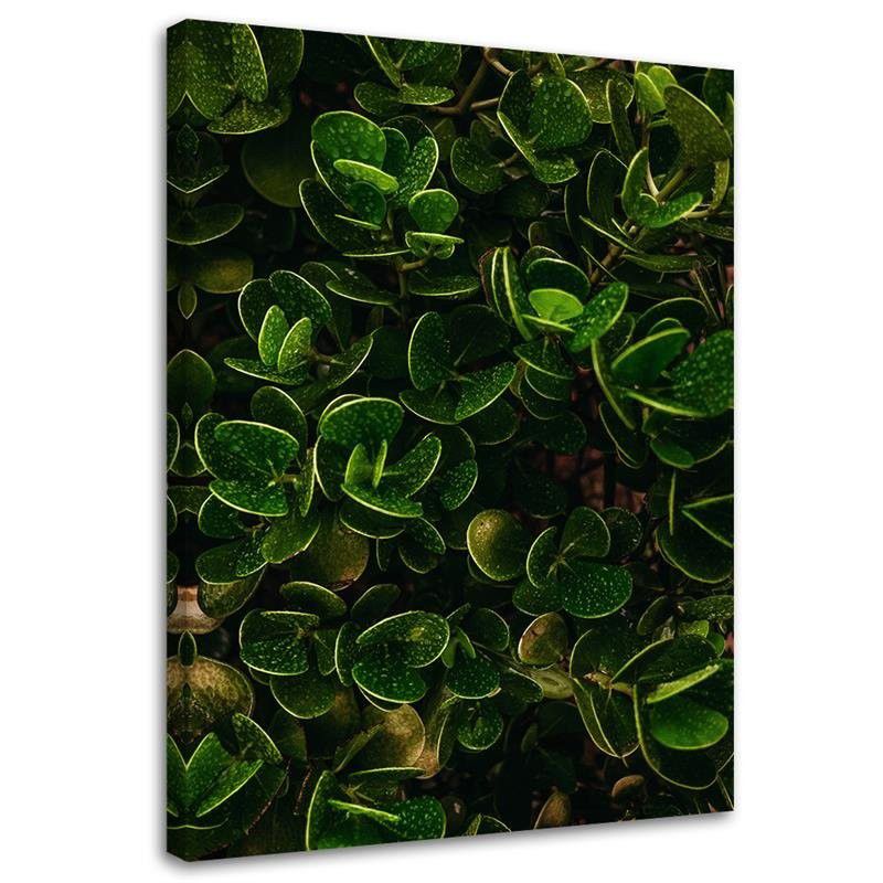 Obraz na płótnie Feeby Egzotyczne zielone liście 70x100cm 1szt