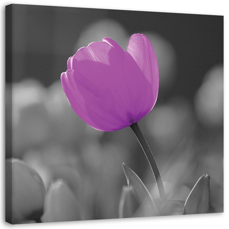 Obraz na płótnie Feeby Fioletowy tulipan 50x50cm 1szt