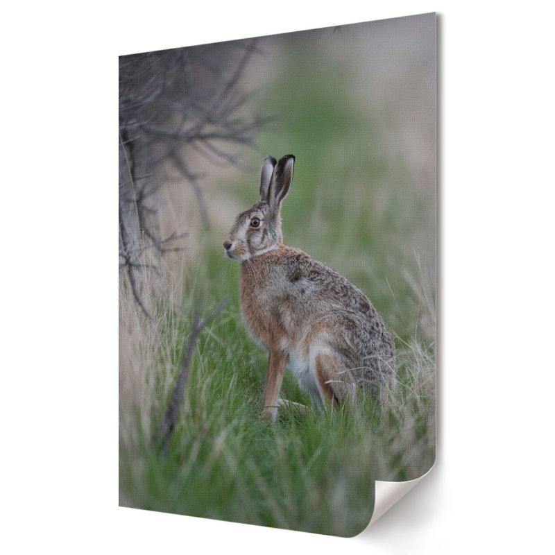 Plakat canvas Wallfluent Format A4 Zając w naturze Artysta Papaya 1 szt.