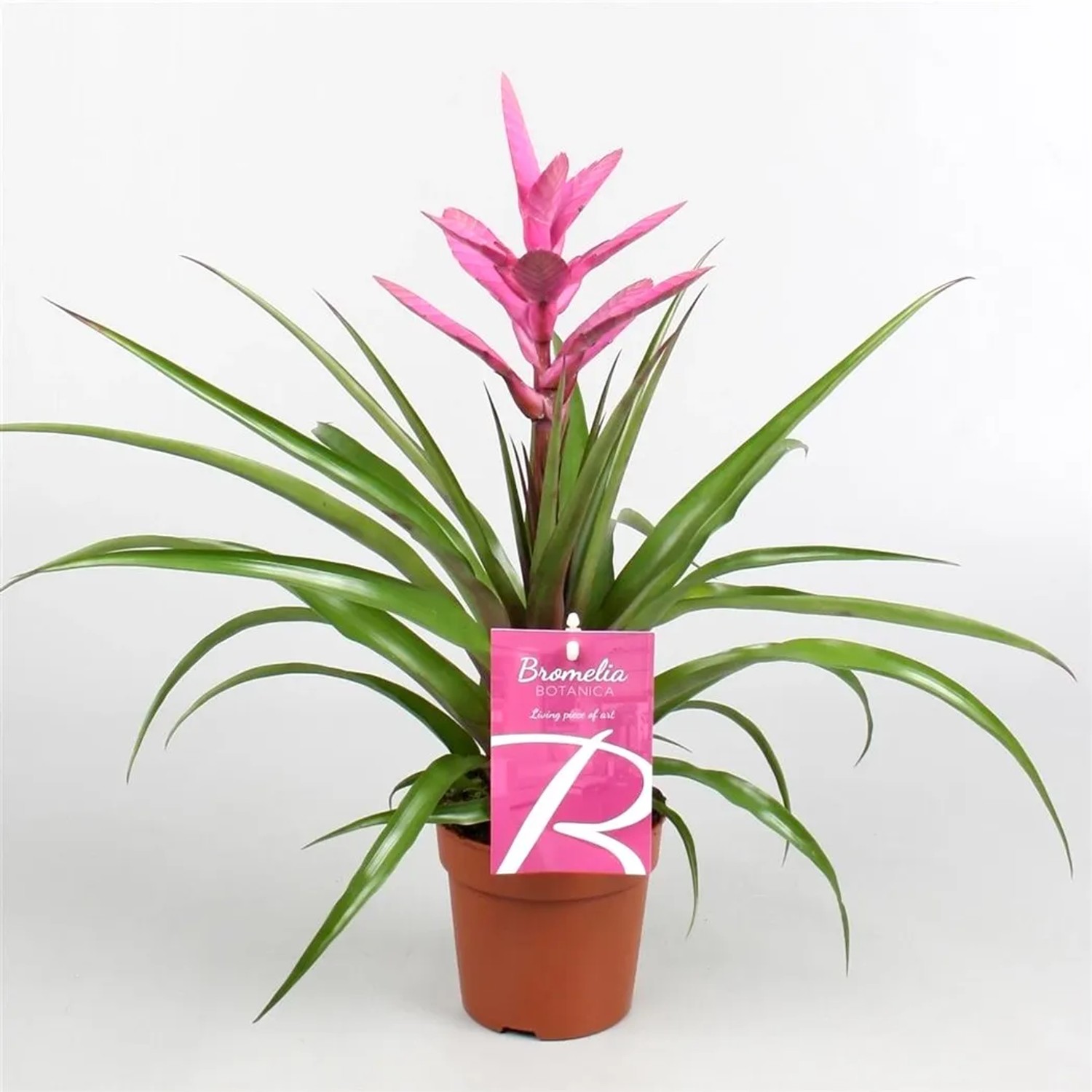 Oplątwa Tilandisia (Tillandsia) Antonio - don. 12 cm