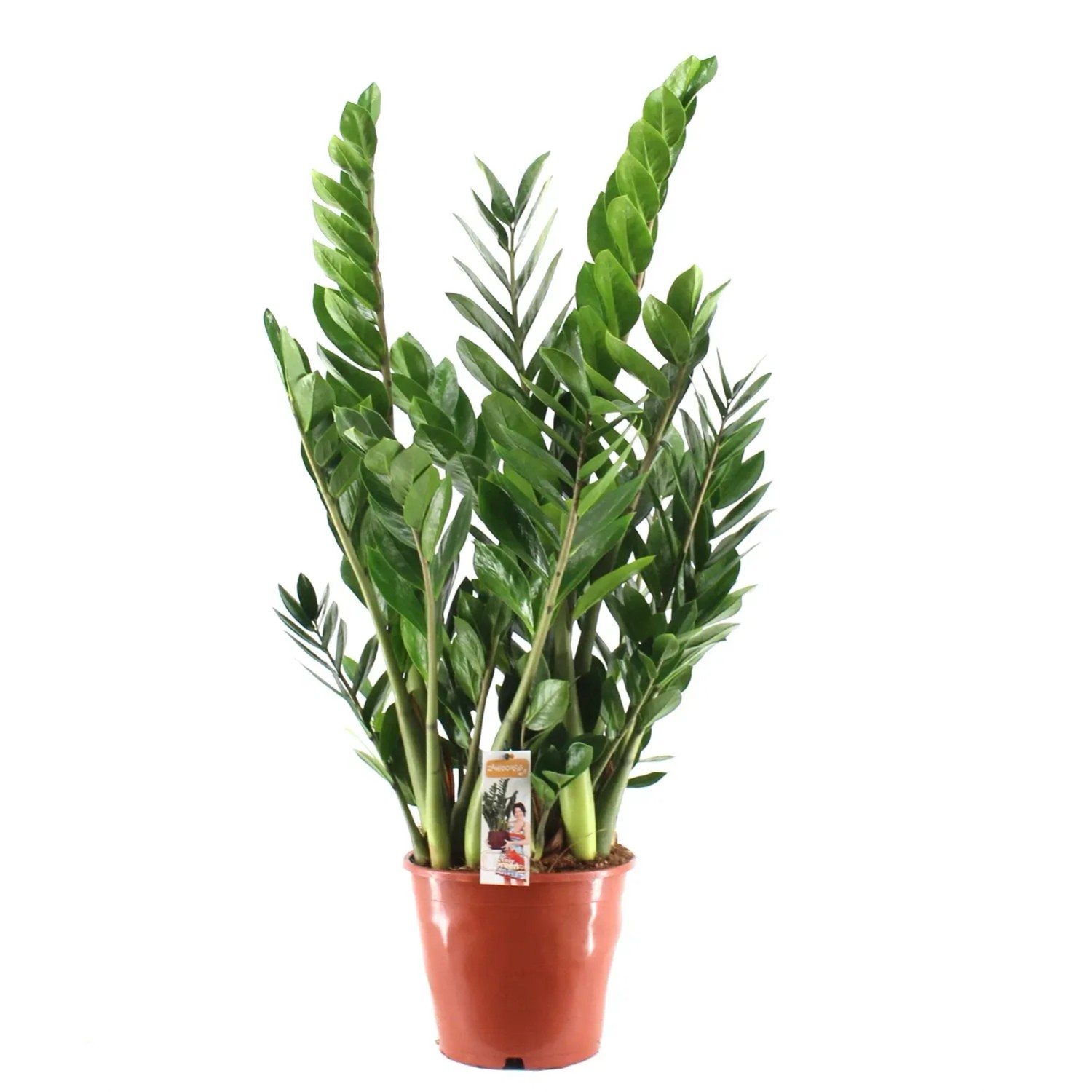 Zamioculcas (Zamioculcas zamiifolia) - don. 21 cm