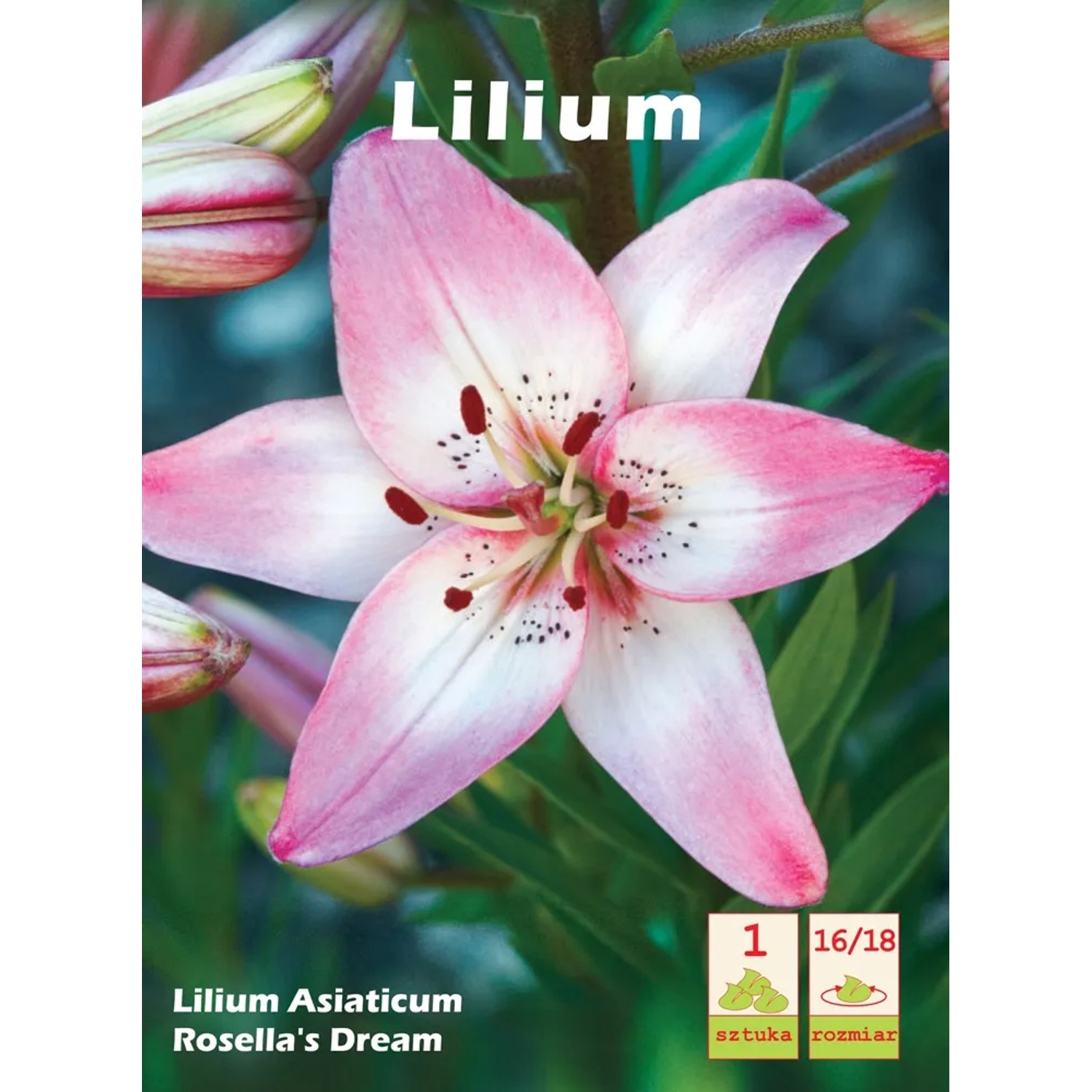 Lilia - Lilium asiaticum Rosellas Dream 1 szt.