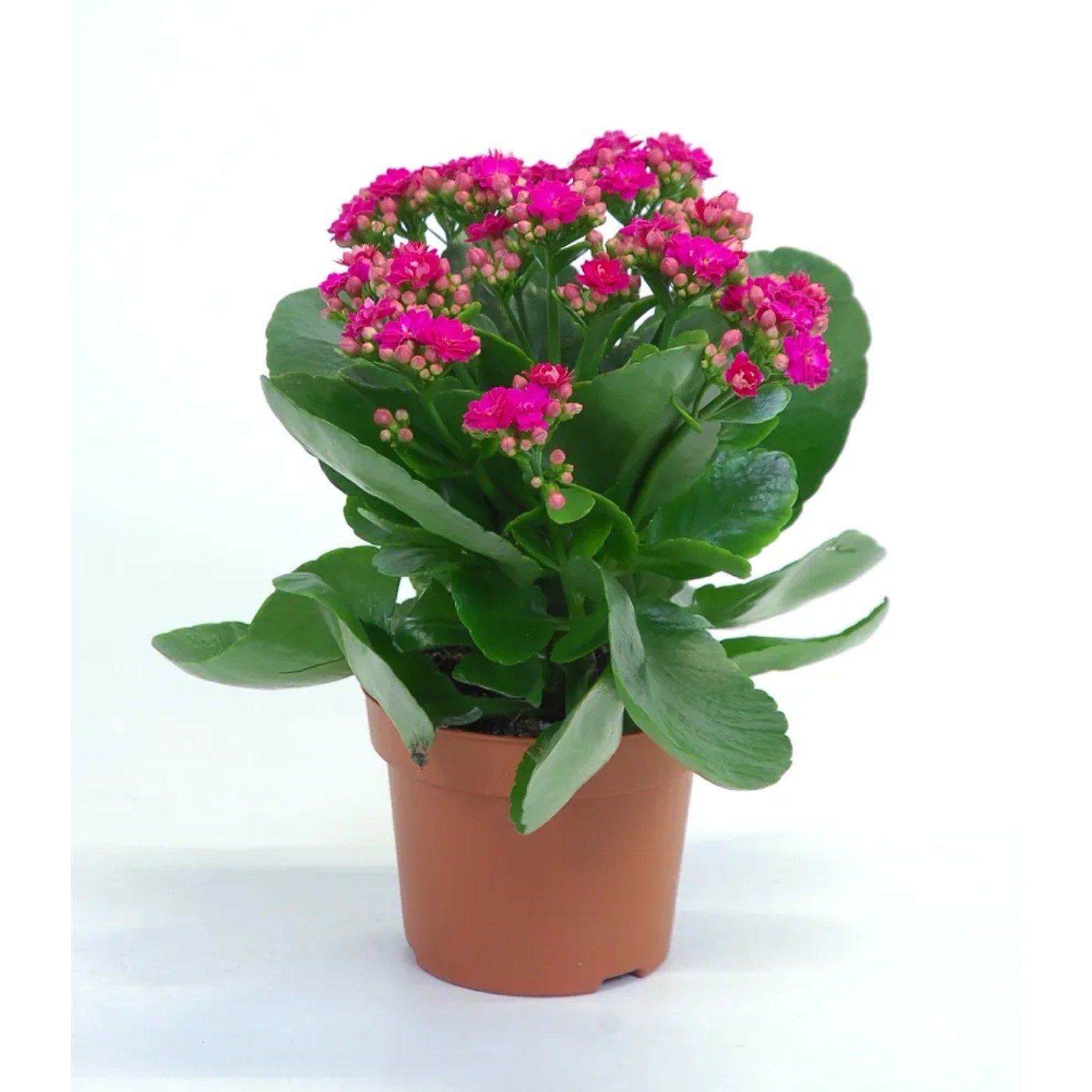 Żyworódka pełna (Kalanchoe sp.) purpura - don. 12 cm