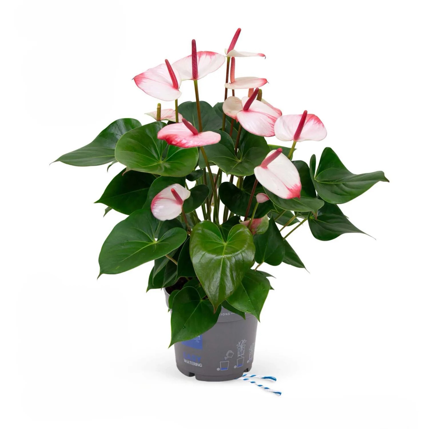 Anthurium Hotlips 6+ - don. 17 cm
