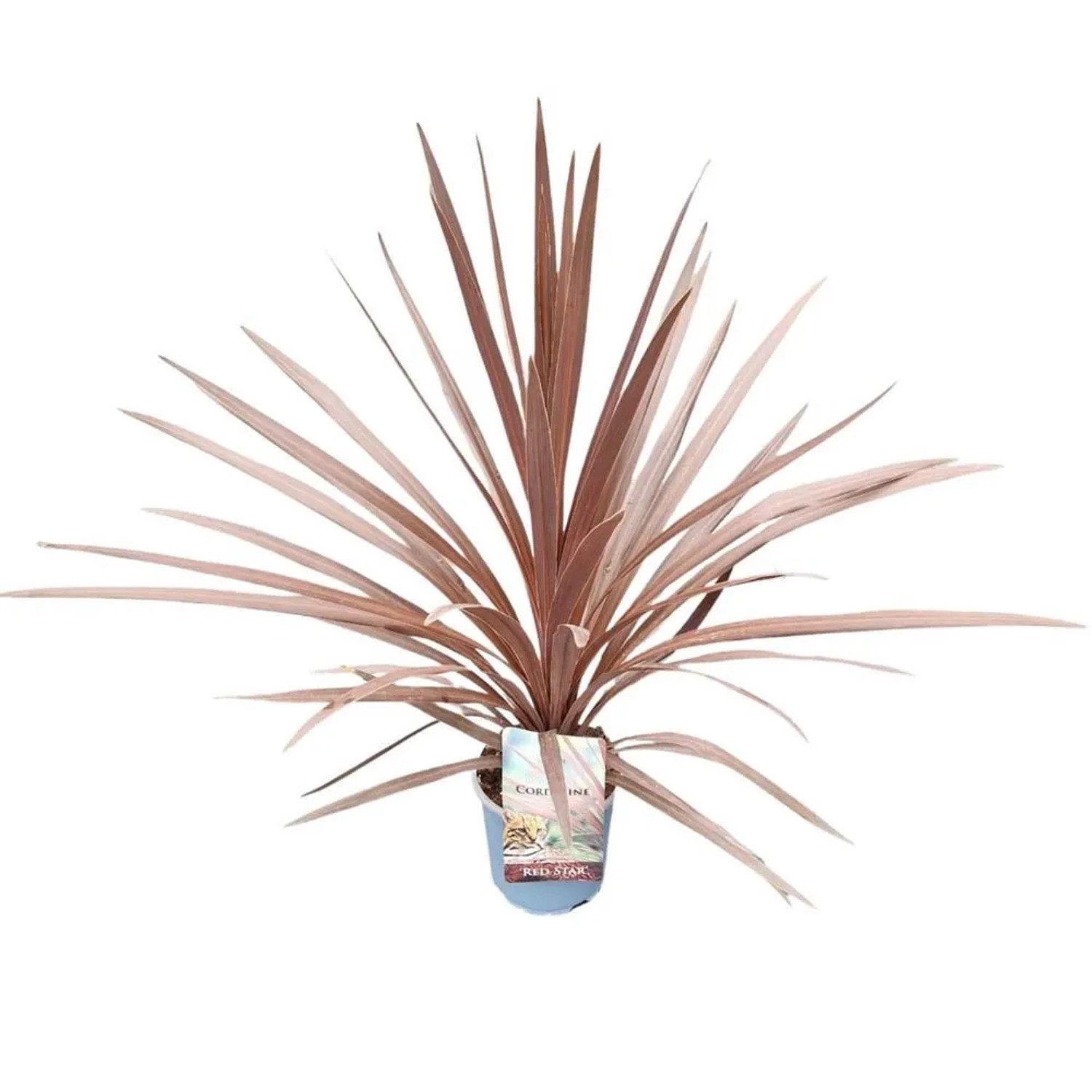 Kordylina (Cordyline Cordyline Red Star) - don. 17 cm