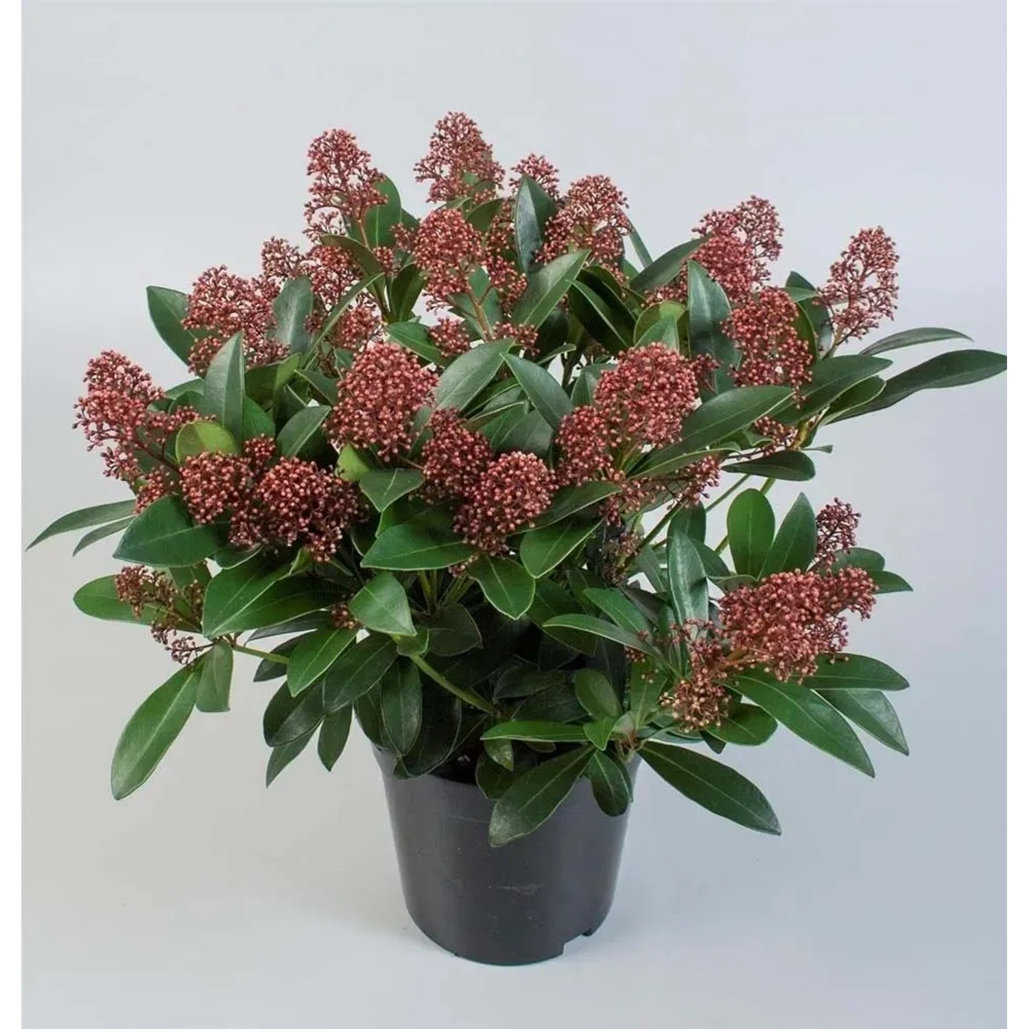 Skimia japońska (Skimmia Rubella) - don. 19 cm