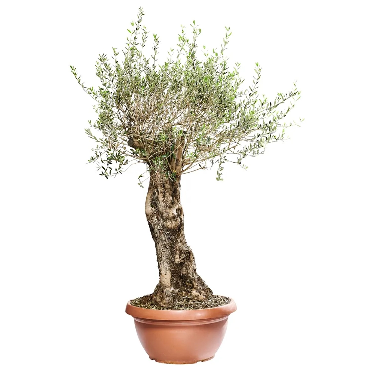 Oliwka drzewko - wys. 180 cm, don. 110 l