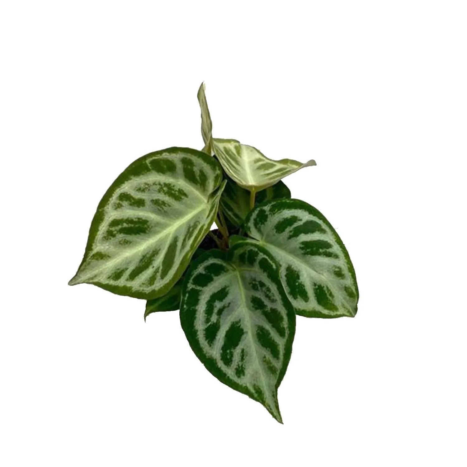 Anthurium Silver Blush - don. 12 cm