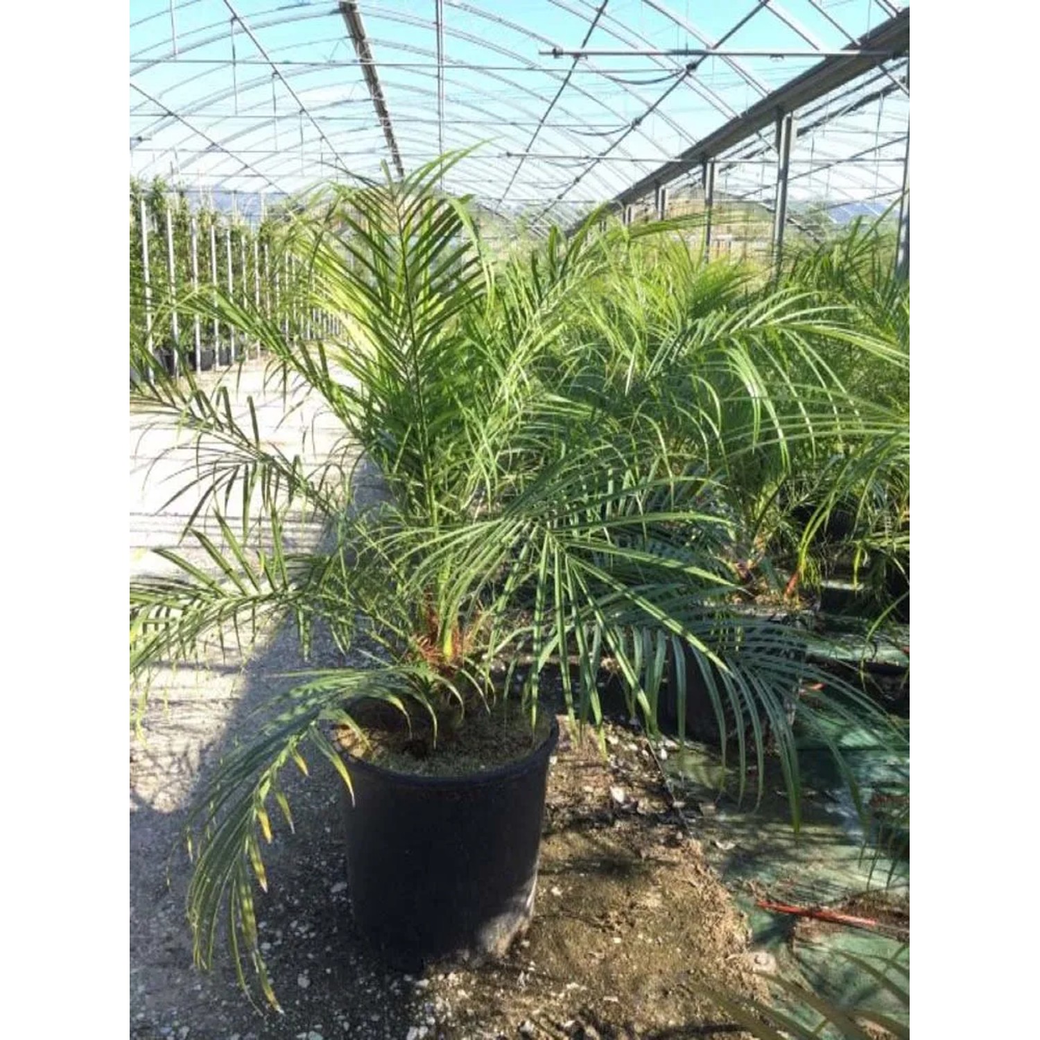 Daktylowiec niski (Phoenix roebelenii) - don. 18 l