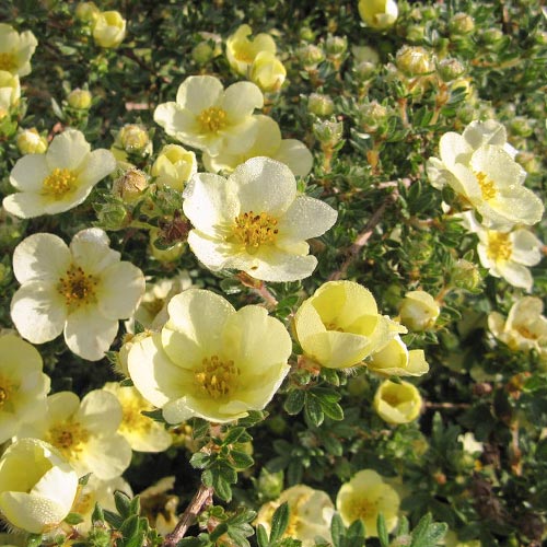 1 saz, Mochna křovitá Primrose Beauty - : Monžstvo balíkov: 1 saz