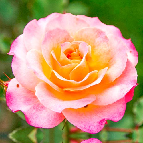 1 saz, Růže velkokvětá Lemon Pink - : Monžstvo balíkov: 1 saz